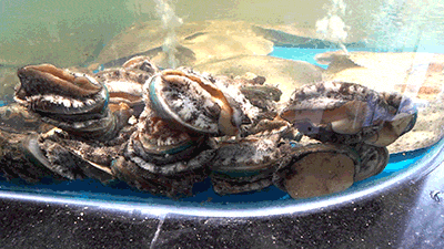 C0136.gif 引爆魔都的打边炉来袭,请全北京吃霸王餐!