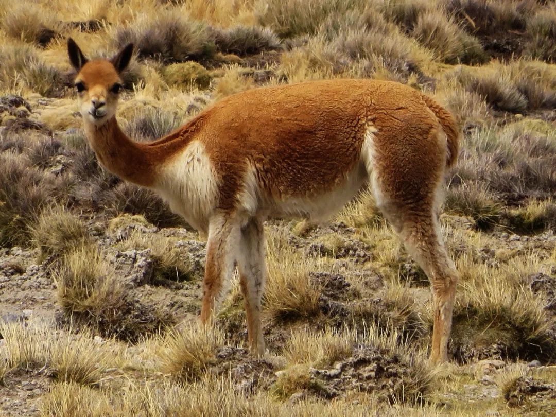 Vicuña | 料中贵族，做出来的西装比车贵