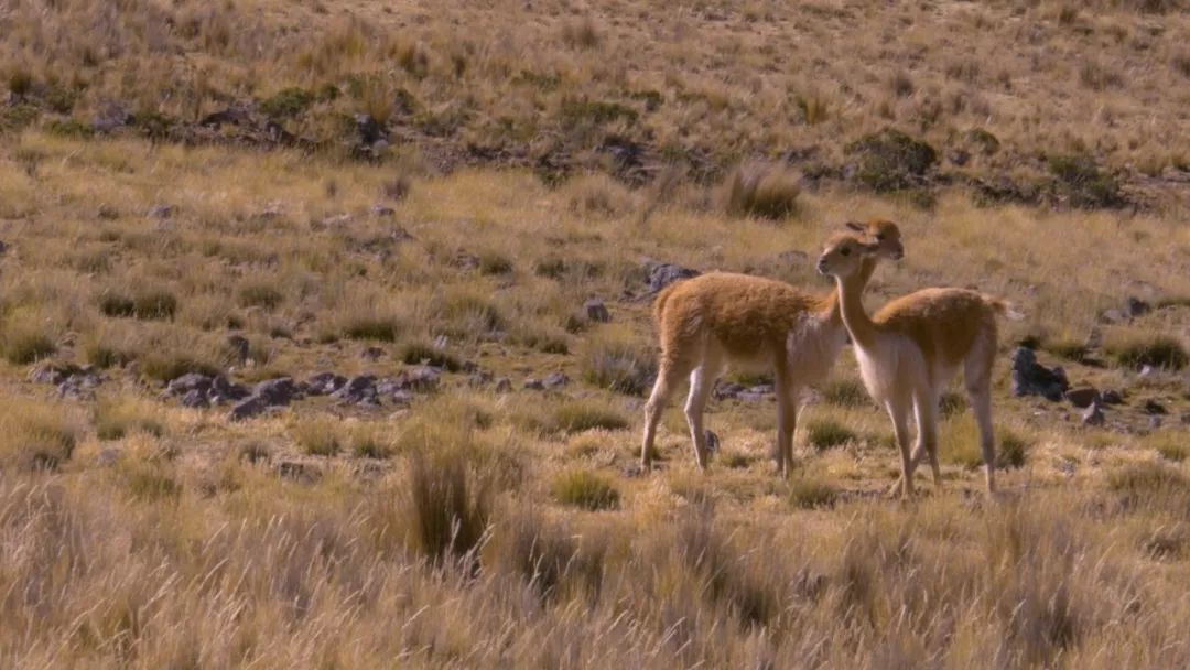 Vicuña | 料中贵族，做出来的西装比车贵