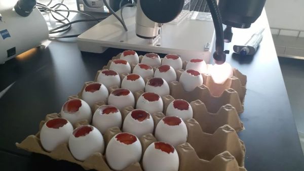 敏感肌专用化妆品真的温和不刺激?我用100只鸡胚胎做了实验…