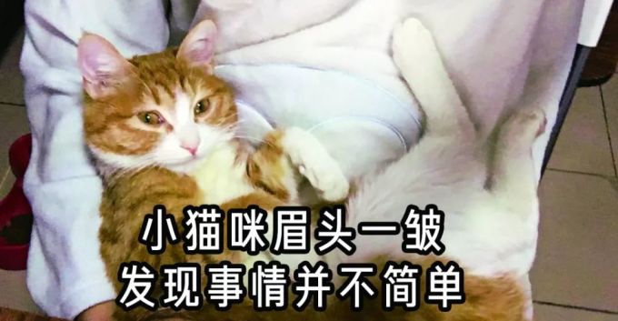 20款猫粮评测 | 国货又团灭了?大牌也有猫腻!