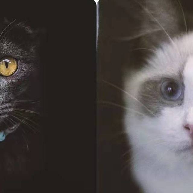 评测：千元级和万元级的猫实际使用体验如何？