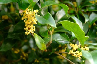 桂花乌龙茶 珍藏一季桂花香