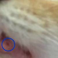 【APMC刘医生】猫咪的犬齿长得太长，也是一种病……