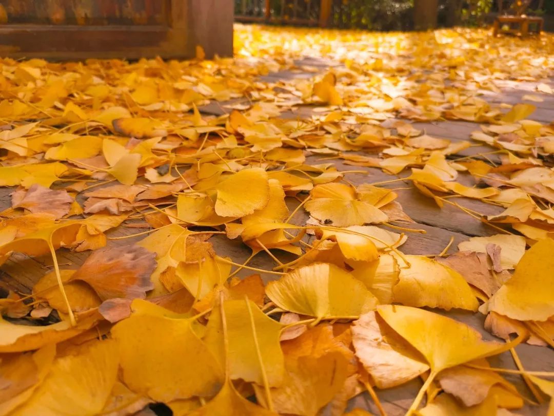 杭州秋天最美的10个地方，每个你都必须去！