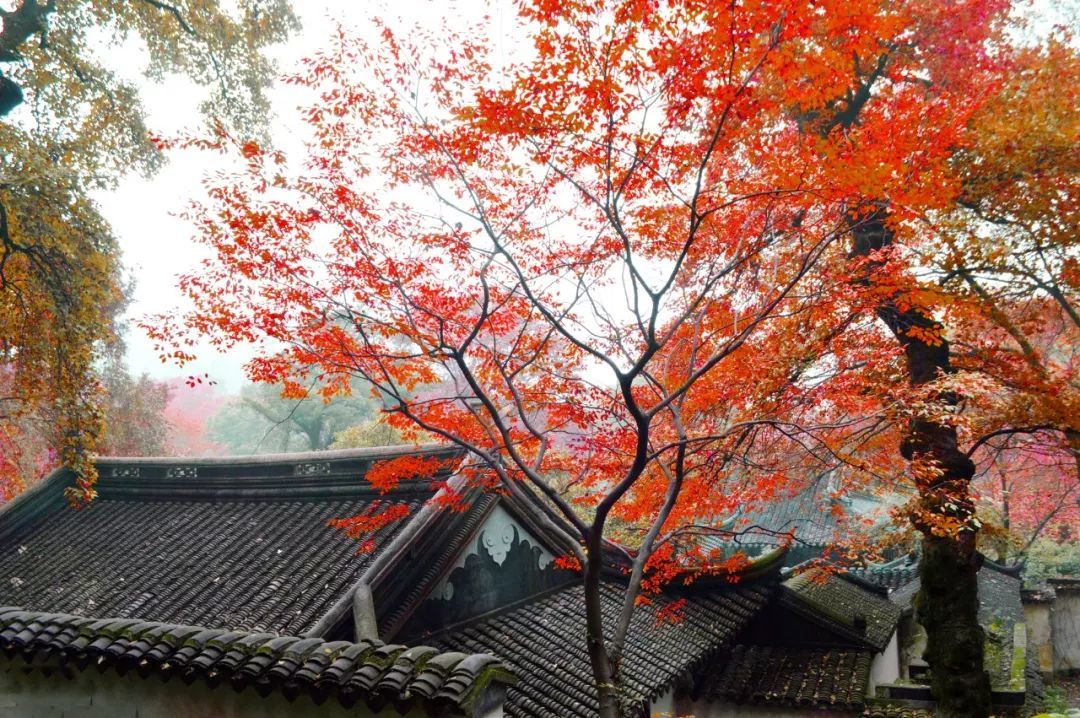 杭州秋天最美的10个地方，每个你都必须去！