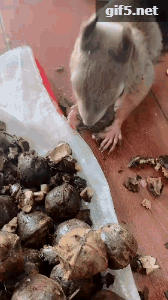 640.gif 这两款玩具能让人感受到养宠物的乐趣?【中外玩具网测评】
