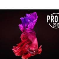 联想小新 Pro 13锐龙版开启预售 Redmi红米8A配色公布