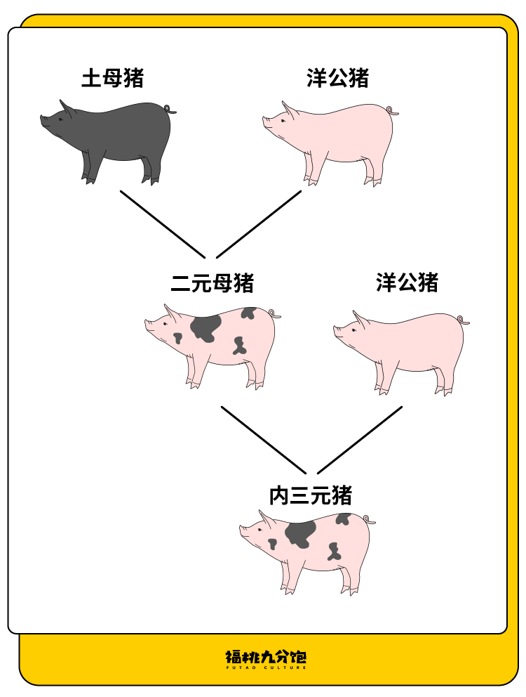 救救回锅肉！中国土猪消亡史