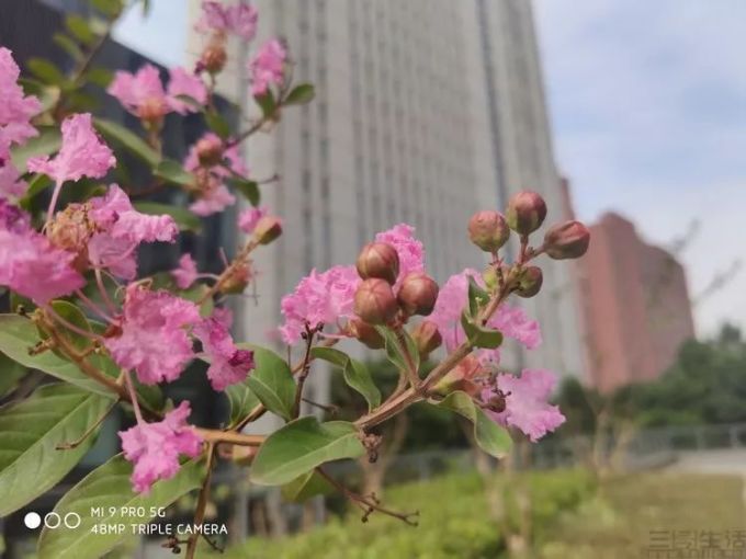 小米9 Pro 5G评测:战斗天使转型职业OL?