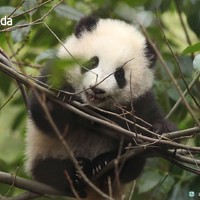 隔壁小孩都馋哭了 篇一：在家做一杯布丁奶茶需要几步？