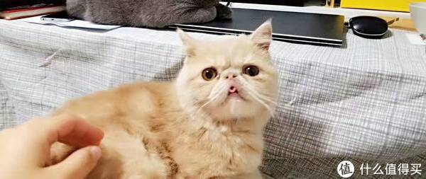 猫换主人后还会重新快乐吗