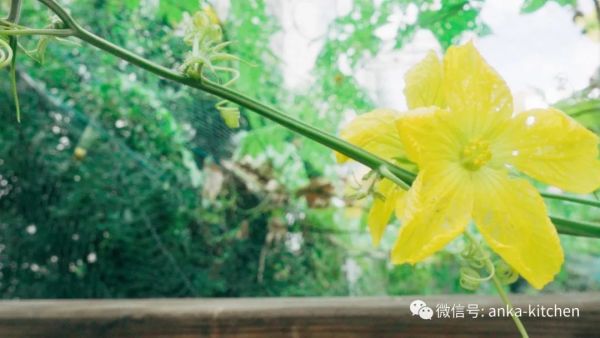没错,真正的仙女都是吃花的!【奇葩食物你咋吃】