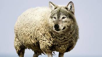 白熊说保 篇六十六：深度测评友邦「全佑惠享」：真是只“披着羊皮的狼”…… 