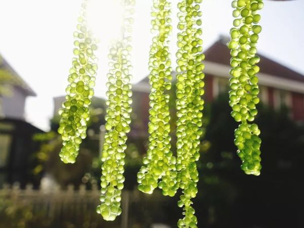原谅色的海葡萄到底应该怎么吃才更高大上?