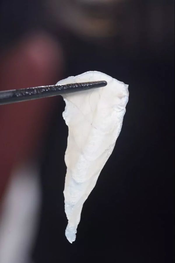 MSQ03067.JPG 刺身之王「蓝鳍金枪鱼」,吃一口就回本!