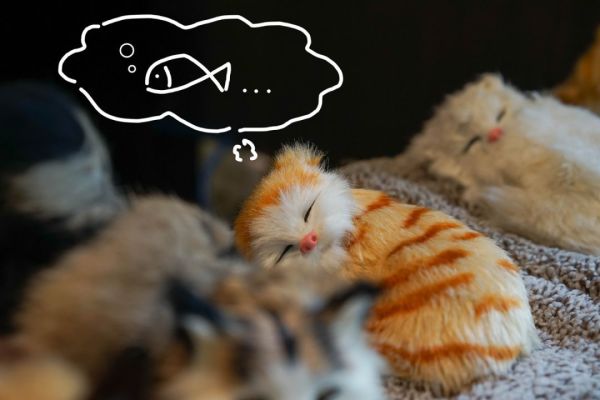 猫想鱼.png 鱼头界「奢侈品」,深圳人只认这家!