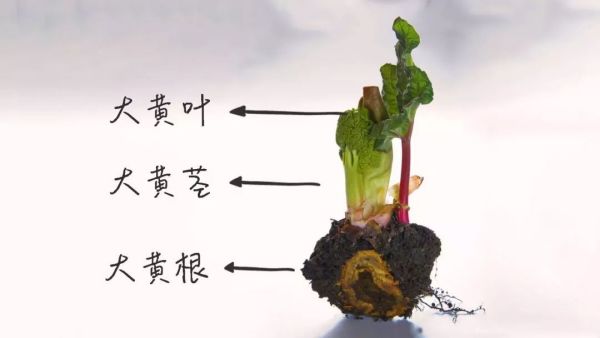 中国人把它当泻药,老外竟然喜欢用它做甜点!【奇葩食物你咋吃】