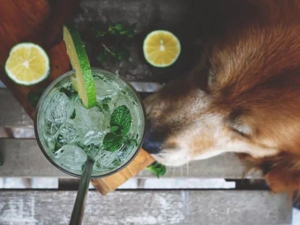 用我私人珍藏的配方,教你怎么调莫吉托Mojito