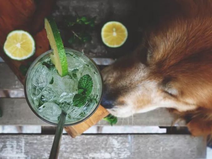 用我私人珍藏的配方,教你怎么调莫吉托Mojito