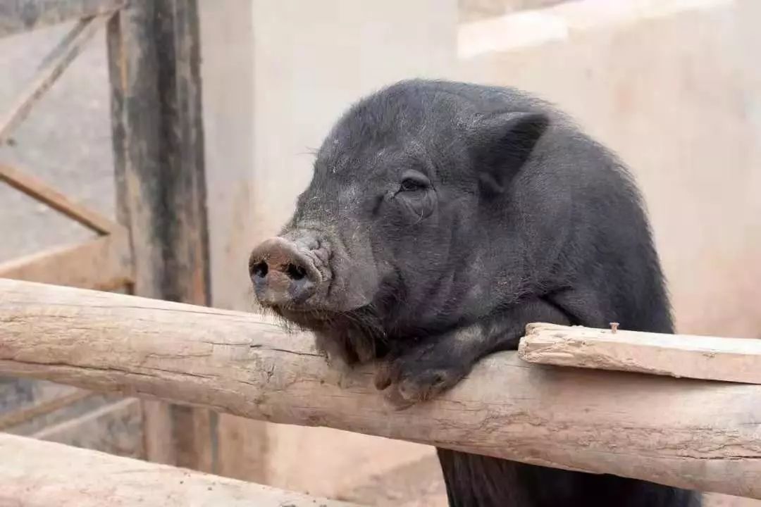 那些爱吃猪油的人，后来都怎么样了？