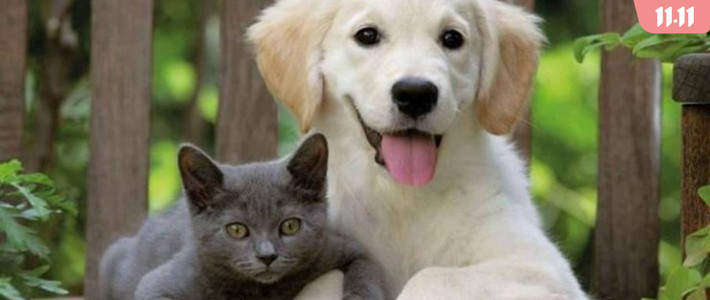  六件好物带你打造趣味“动物园”，温情家居从来就不远~