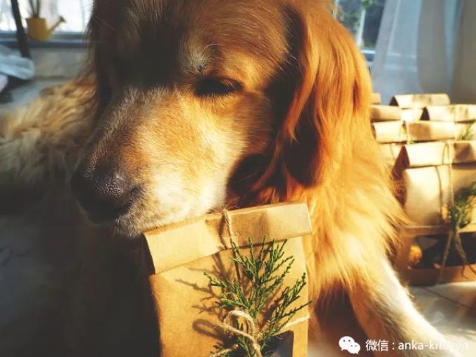 老板娘首次出镜给你们送心心念念的圣诞糕点礼盒啦!快来饱个眼福【安卡西厨】