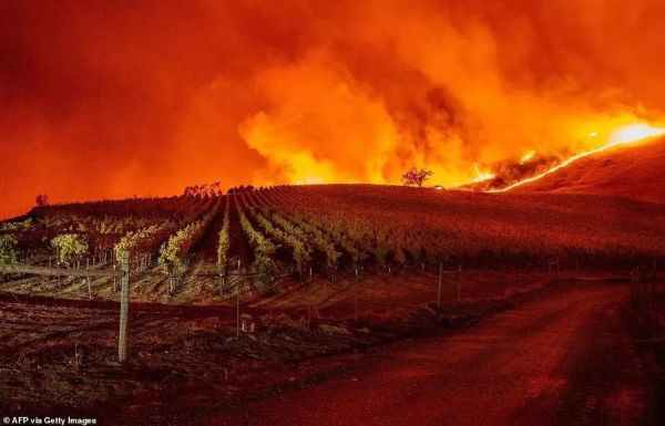 加州酒乡再遇大火,纳帕、索诺玛葡萄园再次成为重灾区