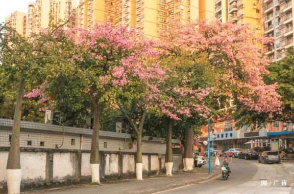 华师,广州人最大的花园!