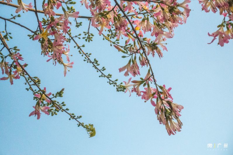 华师，广州人最大的花园！