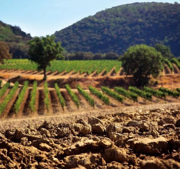 意大利传奇Brunello di Montalcino,喝之前你最好了解这些