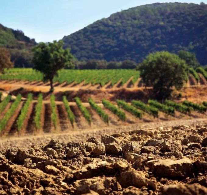 意大利传奇Brunello di Montalcino,喝之前你最好了解这些