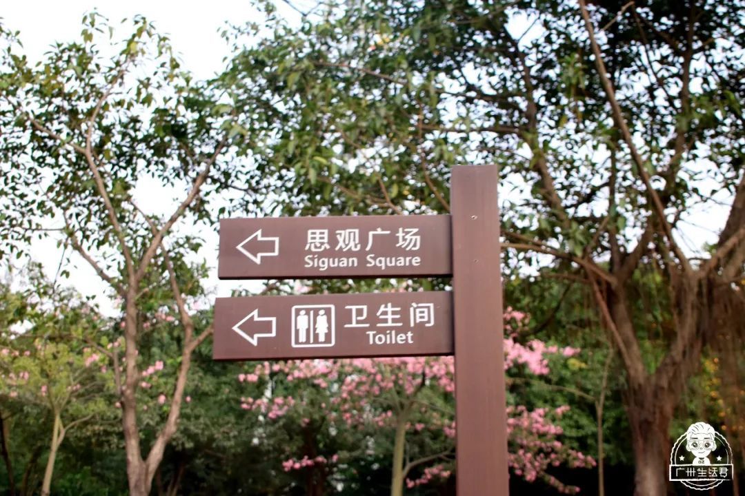 美哭了！广州这个公园藏着一大片落羽杉，人少还免费！