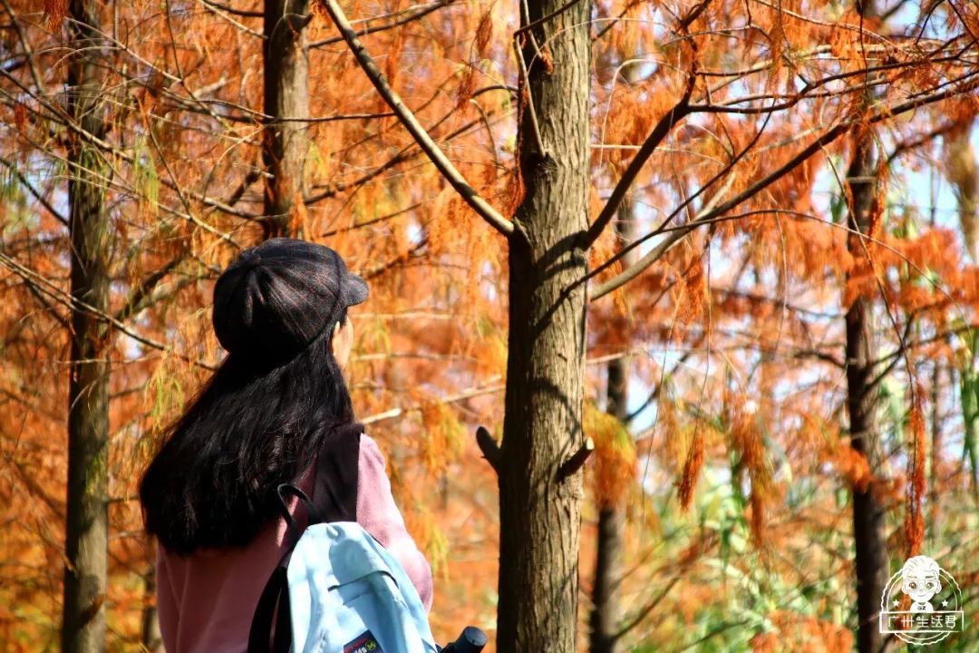 美哭了！广州这个公园藏着一大片落羽杉，人少还免费！