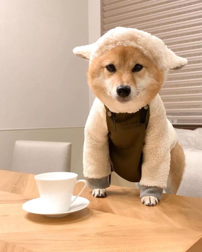 微信图片_20191122185638.jpg 冬天来啦!换上这些壁纸舒舒服服服服~