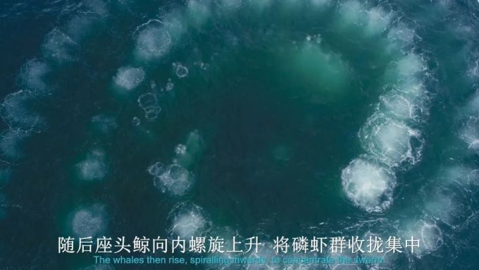 BBC又出神作,简直是精神食粮
