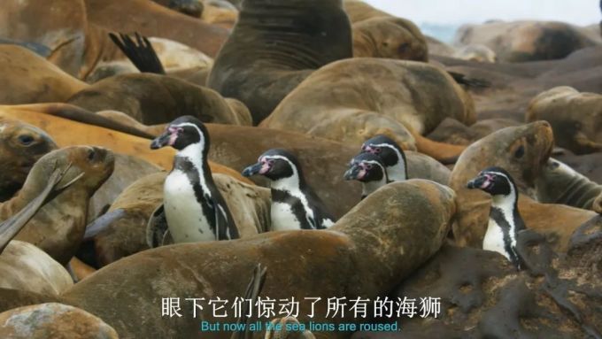 BBC又出神作,简直是精神食粮