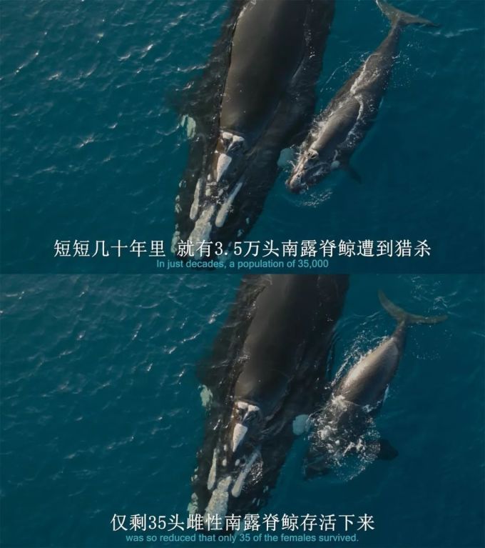 BBC又出神作,简直是精神食粮