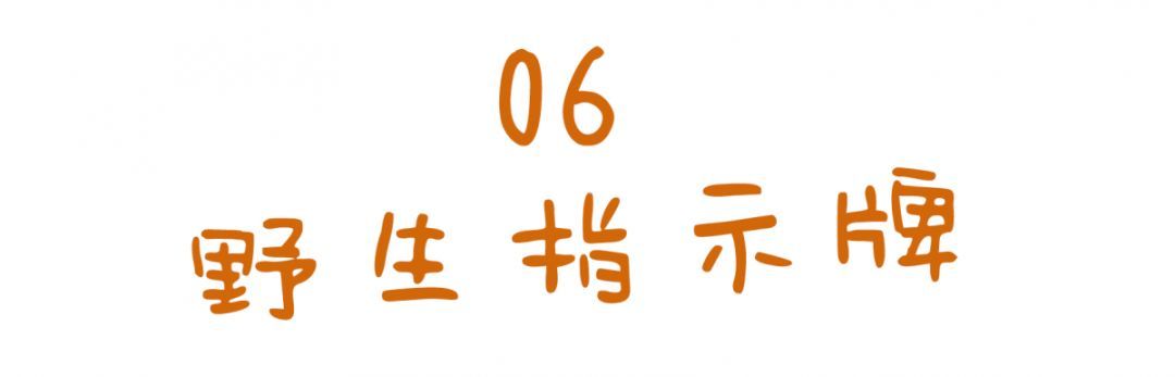 暴走20000步，寻找长沙菜市场里最接地气的野生文案！