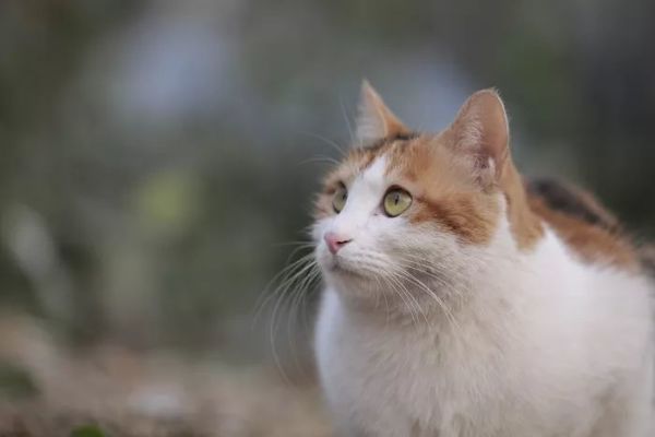 画质感人!L大三元长焦 松下70-200mm f/2.8评测