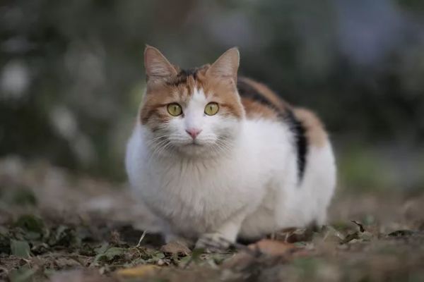 画质感人!L大三元长焦 松下70-200mm f/2.8评测