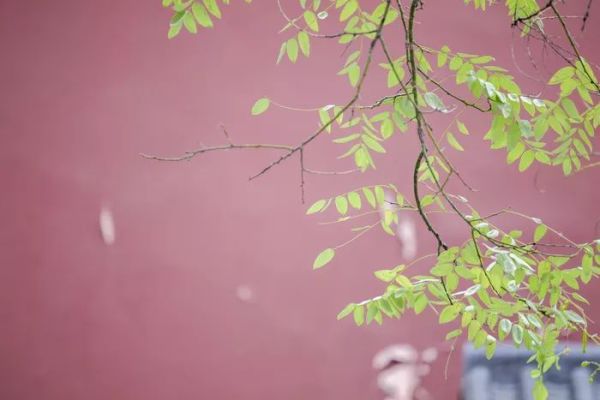 画质感人!L大三元长焦 松下70-200mm f/2.8评测