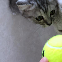 献给猫小主的两款小玩具-憨憨乐园 猫抓板 与 安格耐特（Agnite）网球