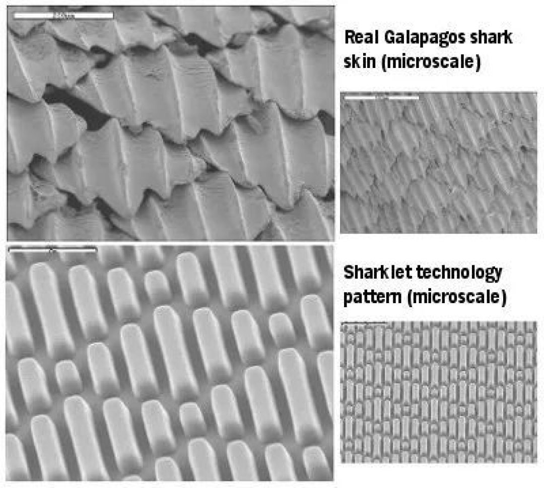 2 微米的细小纹路,可以通过仿生学的手段模拟鲨鱼皮的抗菌性能