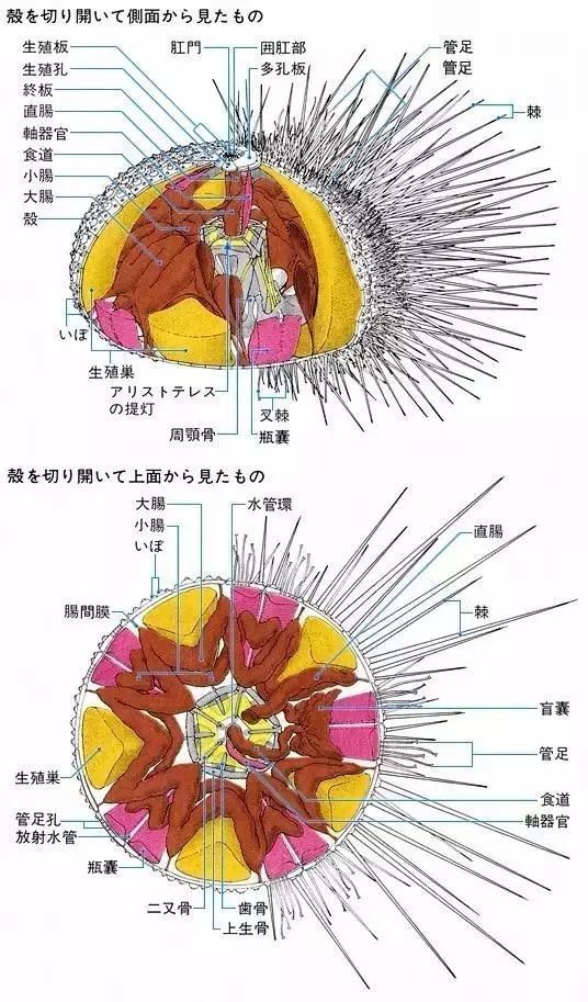 从蟹黄到白子，为什么好吃的都是这些“不可描述的部位”？