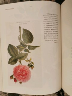《玫瑰密事》玫瑰的秘密花园