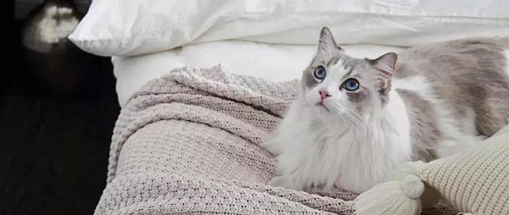 怀孕了不能继续养猫 装修可以解决的都不叫事儿 装修主材 什么值得买