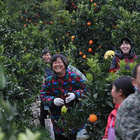 为什么奉节脐橙开园 阿里“数字基地”水果销售量疯涨20倍