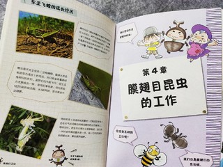 绘本《虫虫打工记》