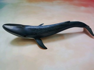 思乐蓝鲸模型 世界上最大的哺乳动物